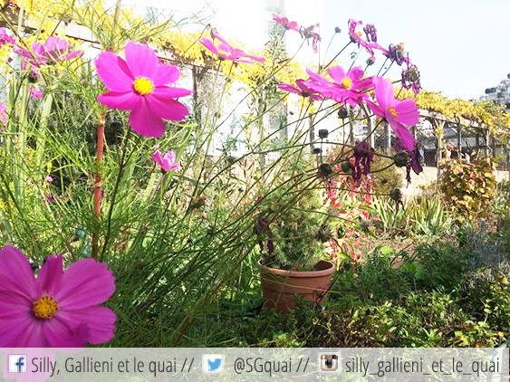 Les jolies fleurs du jardin partagé @Silly, Gallieni et le quai